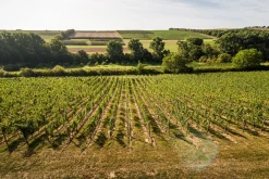 Weingut Bischel Bio-Scheurebe Gutswein trocken Hot