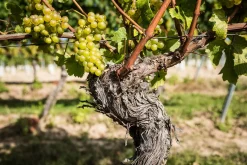 Weingut Bischel Bio-Scheurebe Gutswein trocken Hot