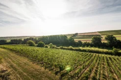 Weingut Bischel Bio-Scheurebe Gutswein trocken Hot