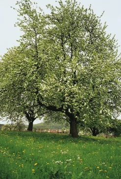 Manufaktur Jörg Geiger Birnenschaumwein Bratbirne