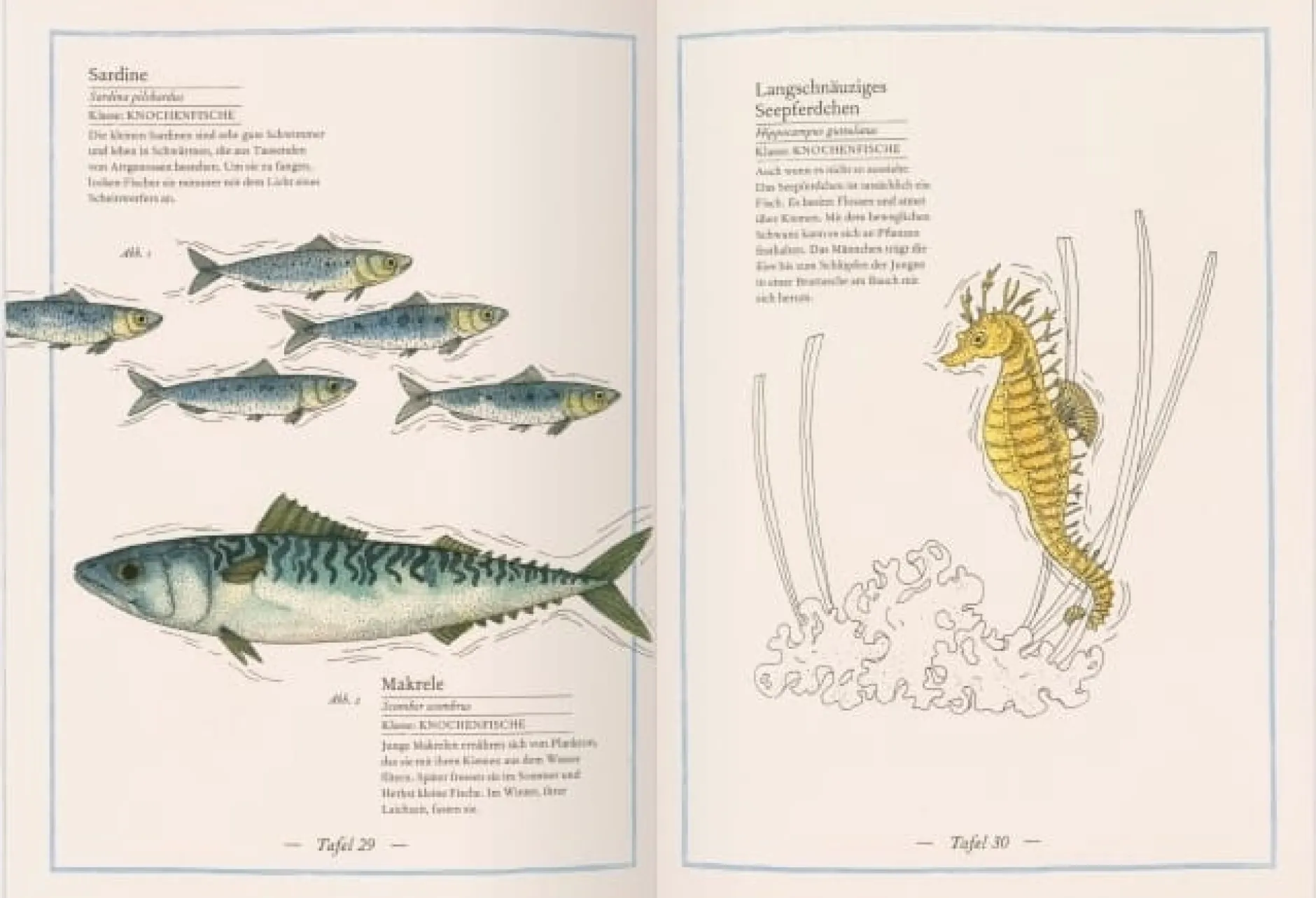 Gerstenberg Verlag Blauwal, Seestern, Oktopus Discount