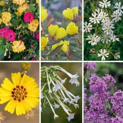 Manufactum Blumensamen Abend- und Nachtdufter