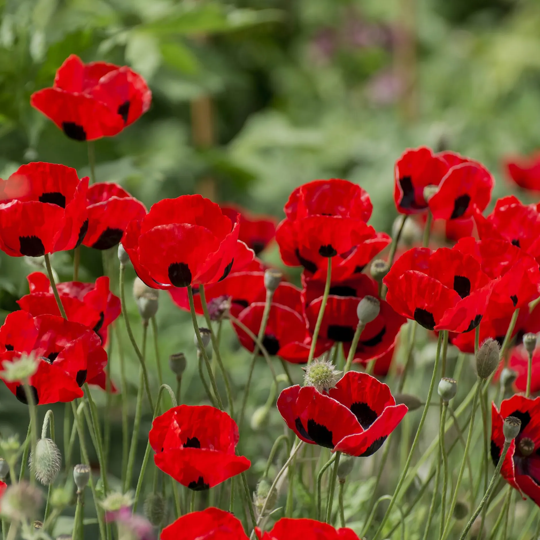 Manufactum Blumensamen Besondere Mohngewächse Clearance