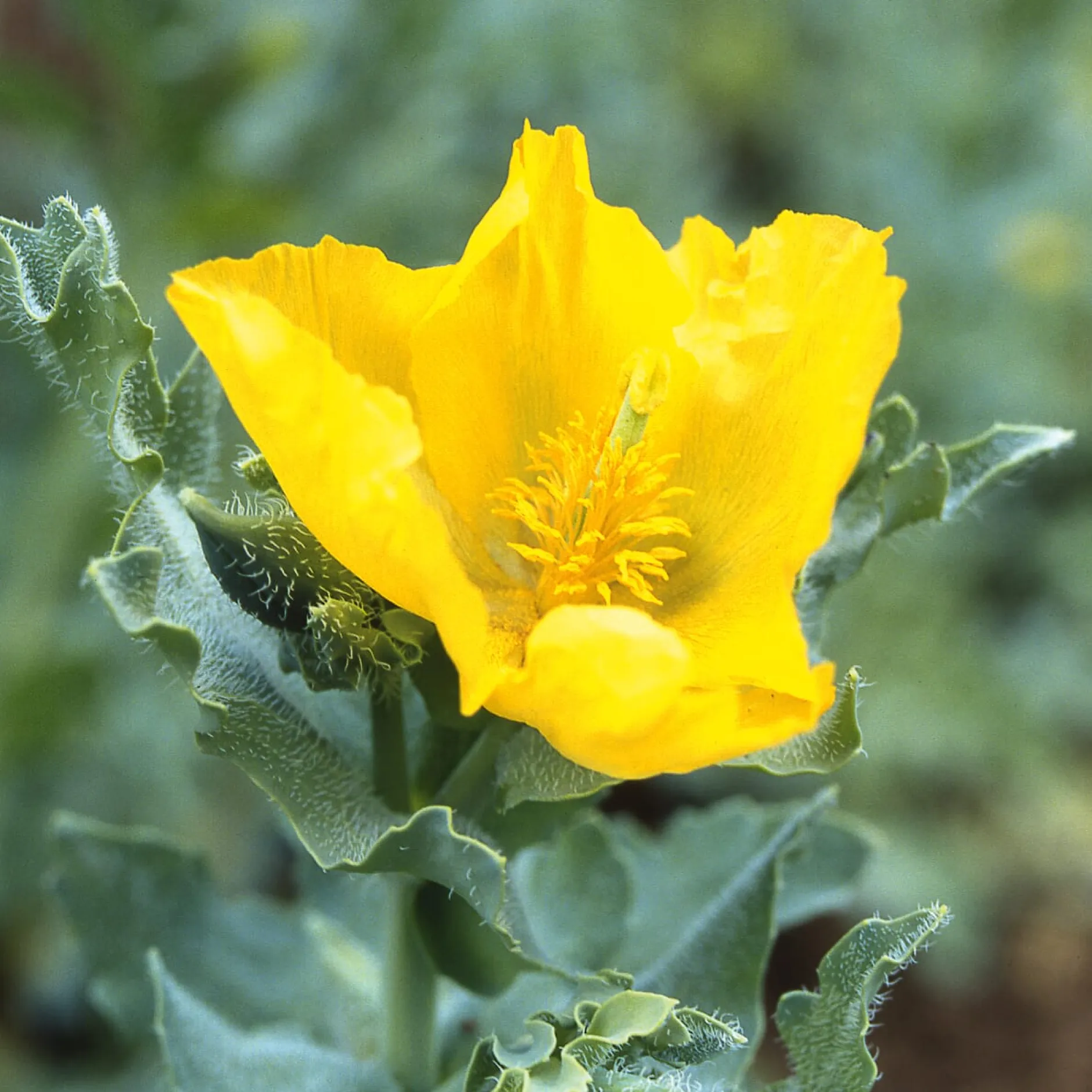Manufactum Blumensamen Besondere Mohngewächse Clearance