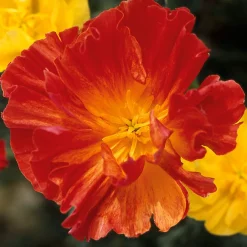 Manufactum Blumensamen Besondere Mohngewächse Clearance