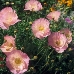 Manufactum Blumensamen Besondere Mohngewächse Clearance