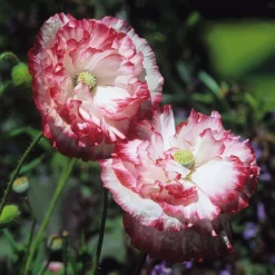 Manufactum Blumensamen Besondere Mohngewächse Clearance