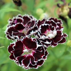 Manufactum Blumensamen Duftende Blumen Online