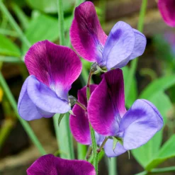 Manufactum Blumensamen Duftende Blumen Online