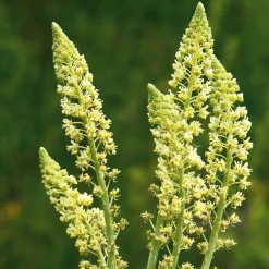 Manufactum Blumensamen Duftende Blumen Online