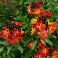 Manufactum Blumensamen Duftende Blumen Online