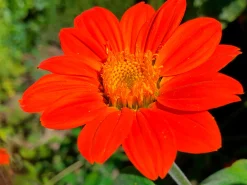 Manufactum Blumensamen für trockene heiße Plätze Discount