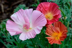 Manufactum Blumensamen für trockene heiße Plätze Discount