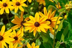 Manufactum Blumensamen für trockene heiße Plätze Discount