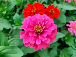 Manufactum Blumensamen für trockene heiße Plätze Discount