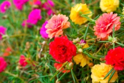 Manufactum Blumensamen für trockene heiße Plätze Discount