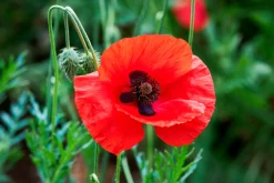 Manufactum Blumensamen für trockene heiße Plätze Discount