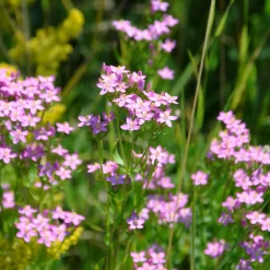 Manufactum Blumensamen Heilpflanzen für die Hausapotheke Discount