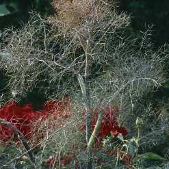 Manufactum Blumensamen Heilpflanzen für die Hausapotheke Discount