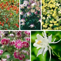 Manufactum Blumensamen Historische Akeleien New