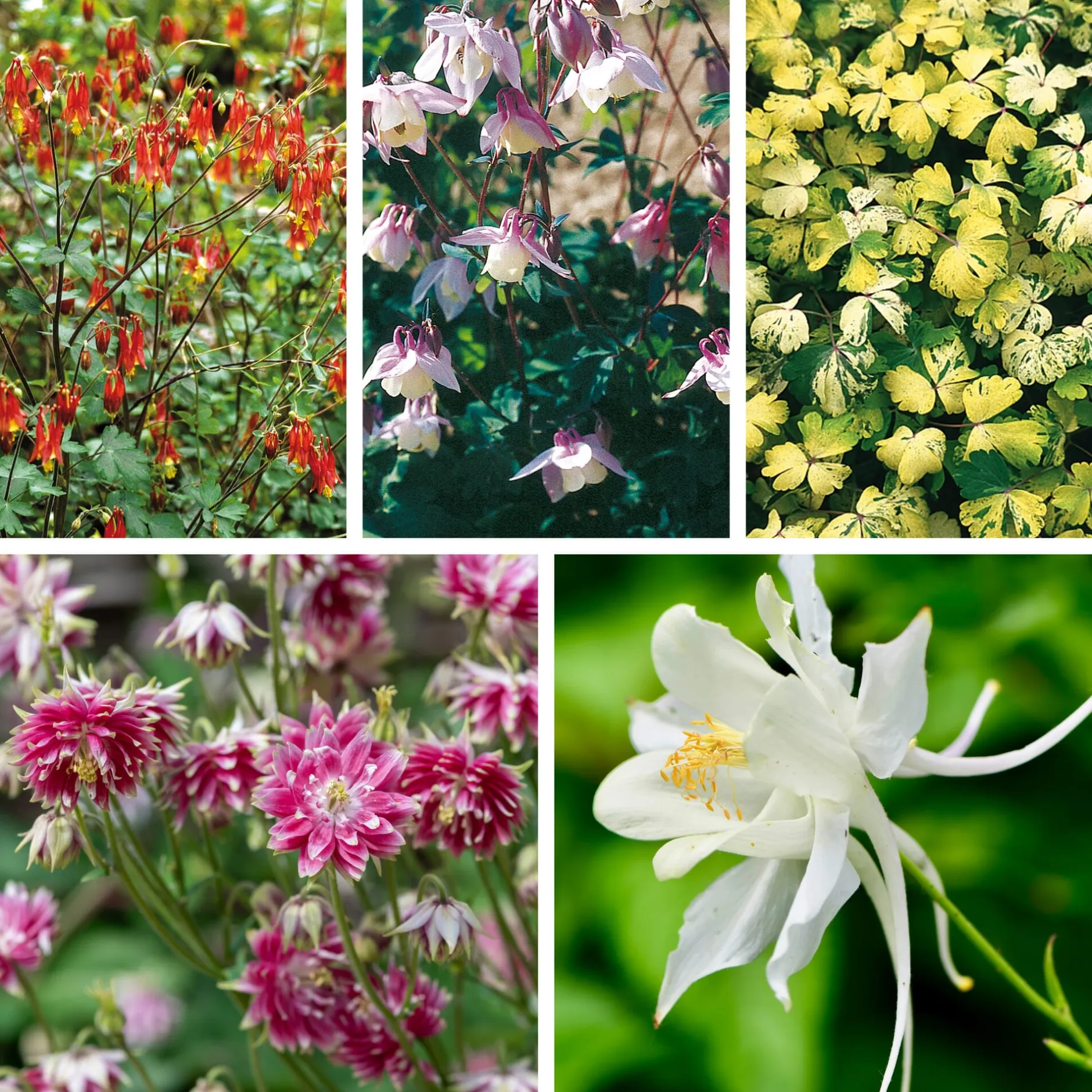 Manufactum Blumensamen Historische Akeleien New