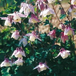 Manufactum Blumensamen Historische Akeleien New