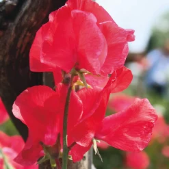 Manufactum Blumensamen Historische Duftwicken Sale