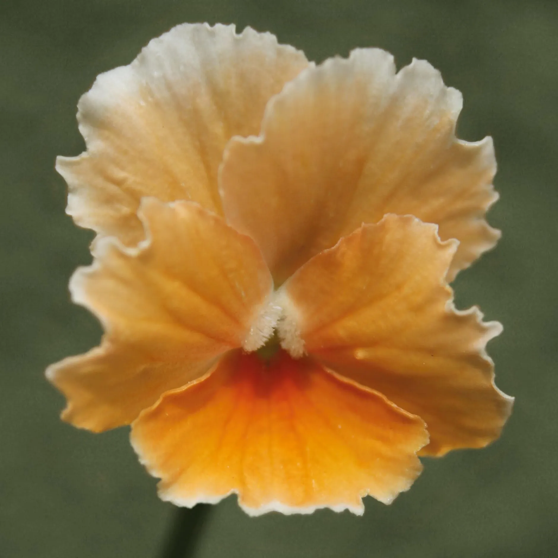 Manufactum Blumensamen Historische Hornveilchen