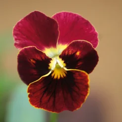 Manufactum Blumensamen Historische Hornveilchen