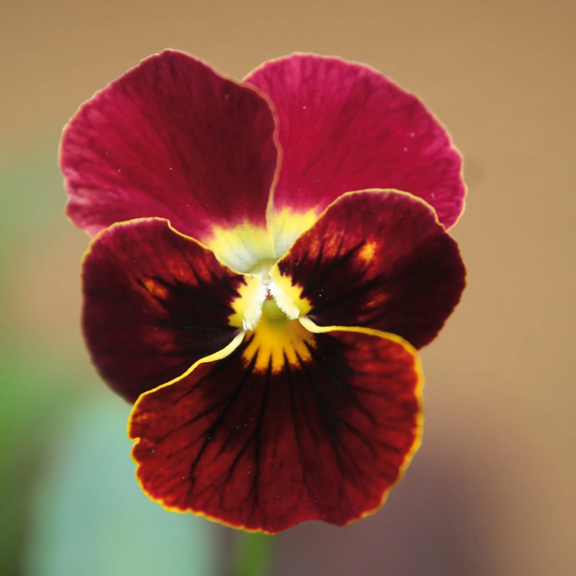 Manufactum Blumensamen Historische Hornveilchen