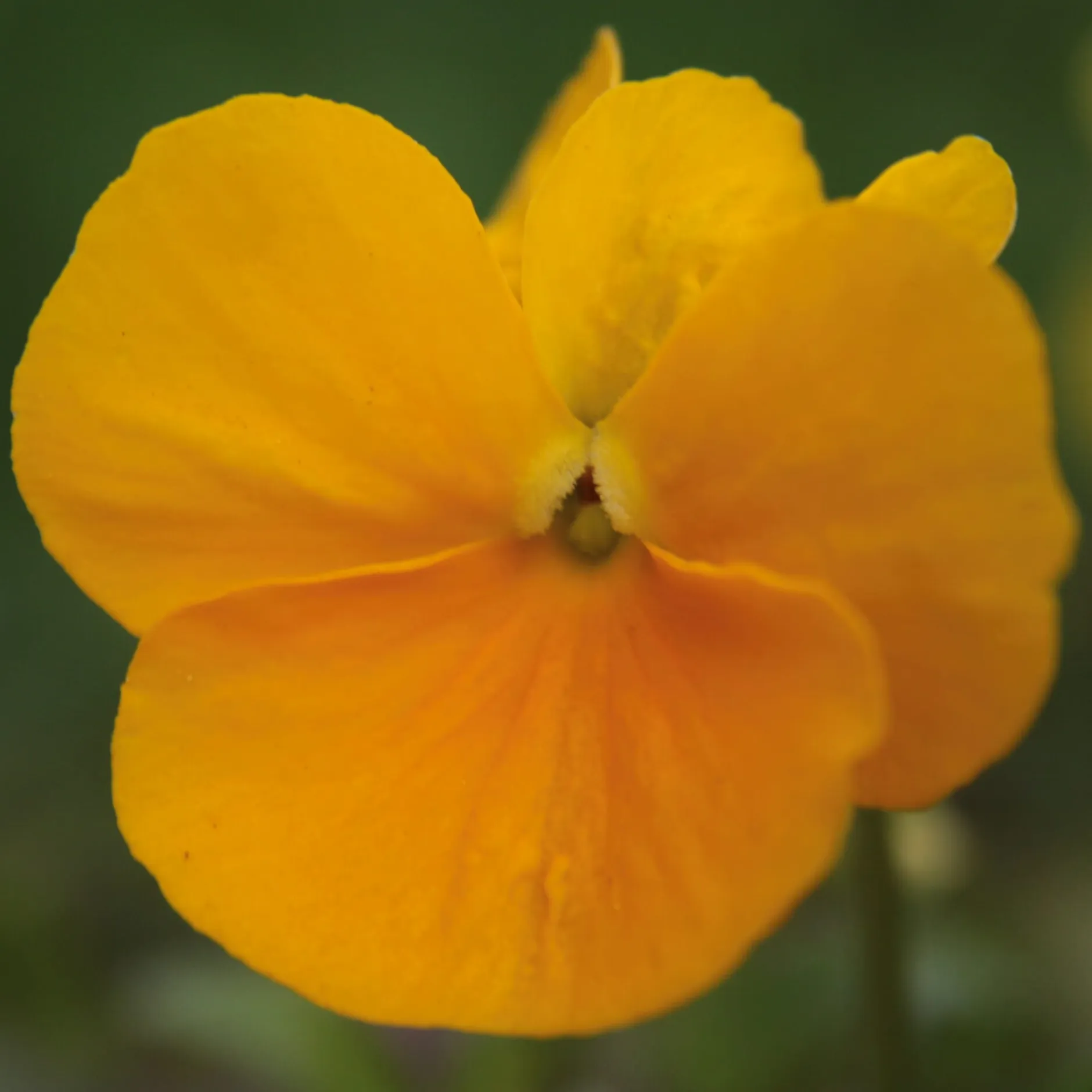 Manufactum Blumensamen Historische Hornveilchen