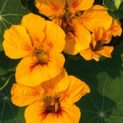 Manufactum Blumensamen Historische Kapuzinerkresse Best