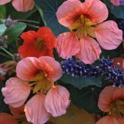 Manufactum Blumensamen Historische Kapuzinerkresse Best