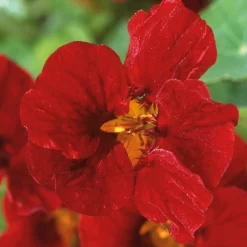 Manufactum Blumensamen Historische Kapuzinerkresse Best