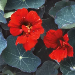 Manufactum Blumensamen Historische Kapuzinerkresse Best