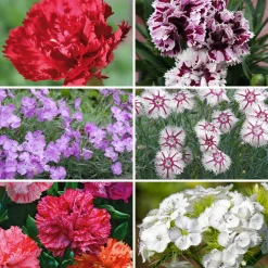 Manufactum Blumensamen Historische Nelken Outlet