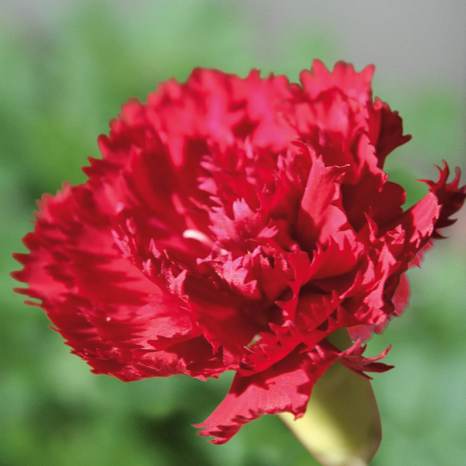 Manufactum Blumensamen Historische Nelken Outlet