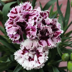 Manufactum Blumensamen Historische Nelken Outlet