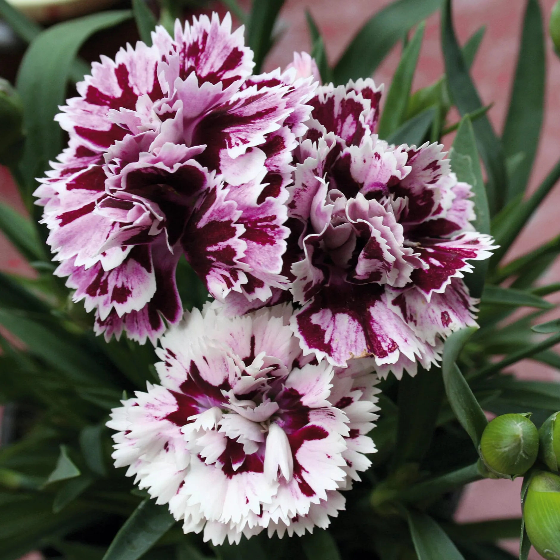 Manufactum Blumensamen Historische Nelken Outlet