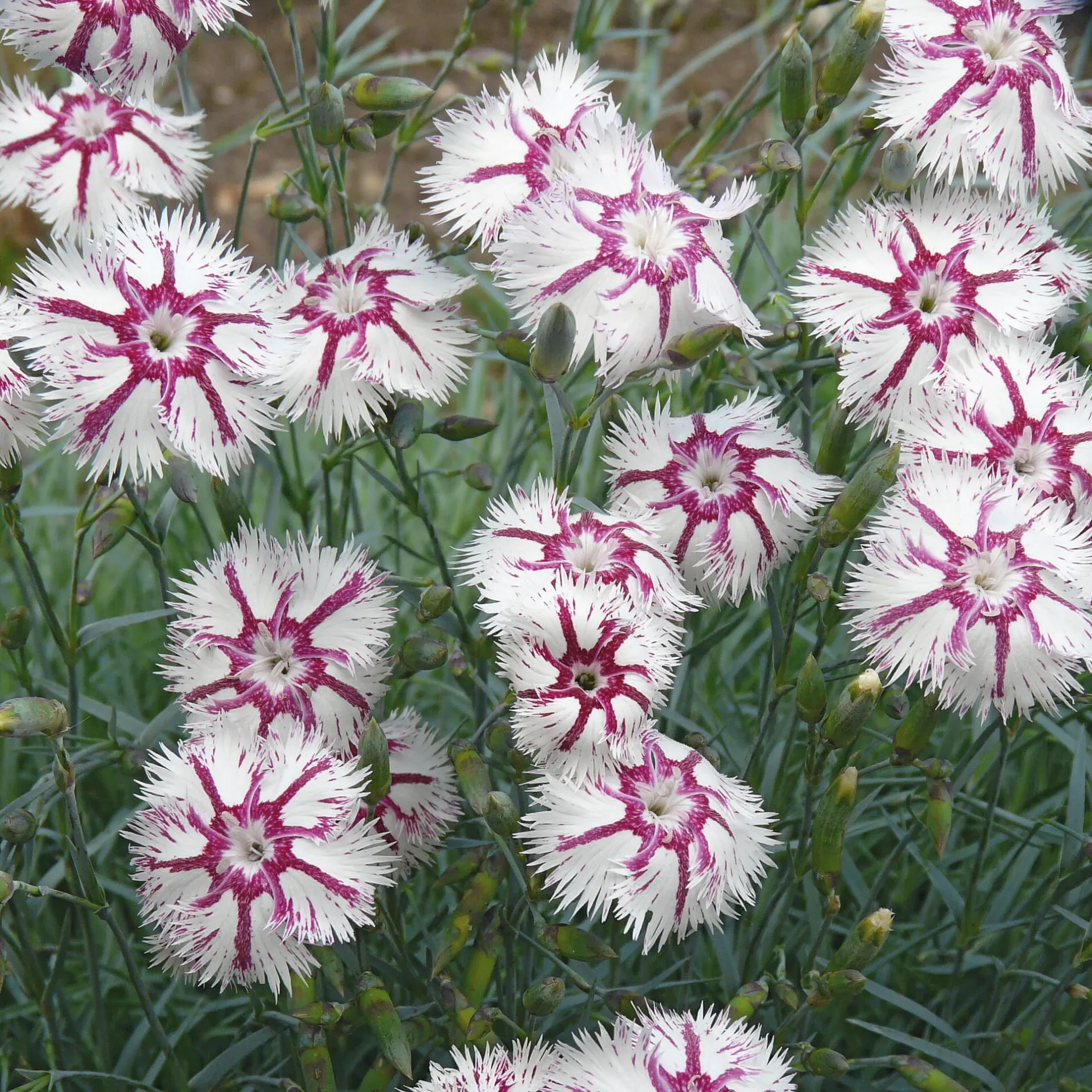 Manufactum Blumensamen Historische Nelken Outlet