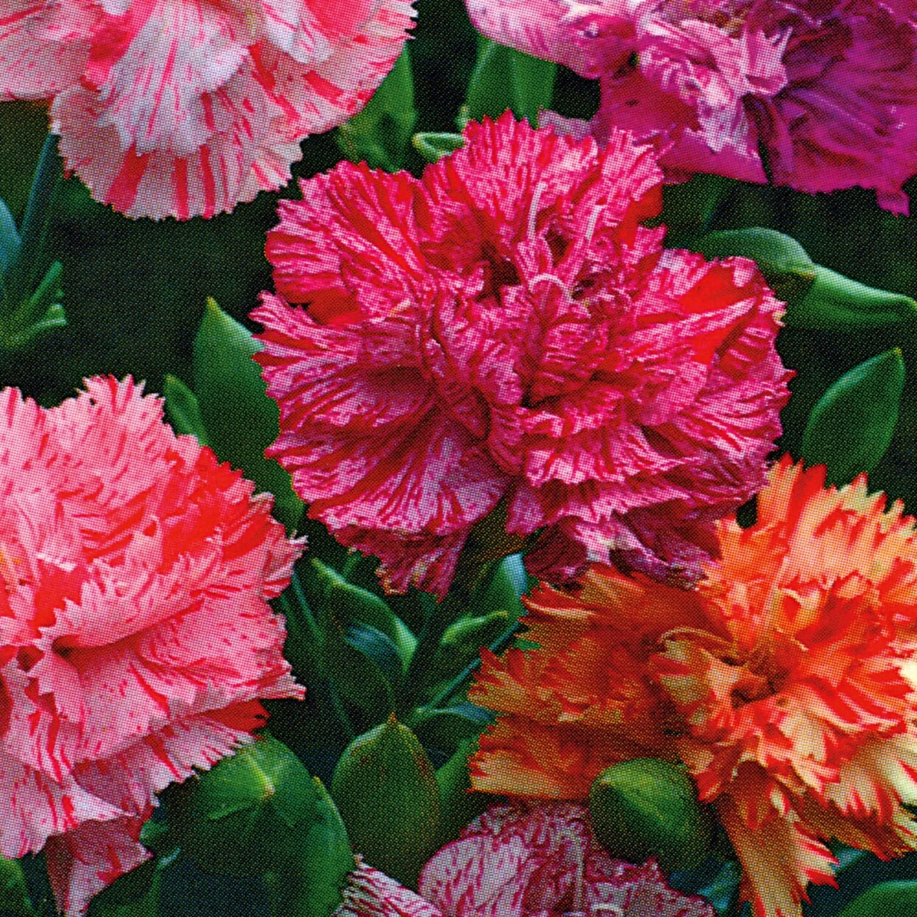 Manufactum Blumensamen Historische Nelken Outlet