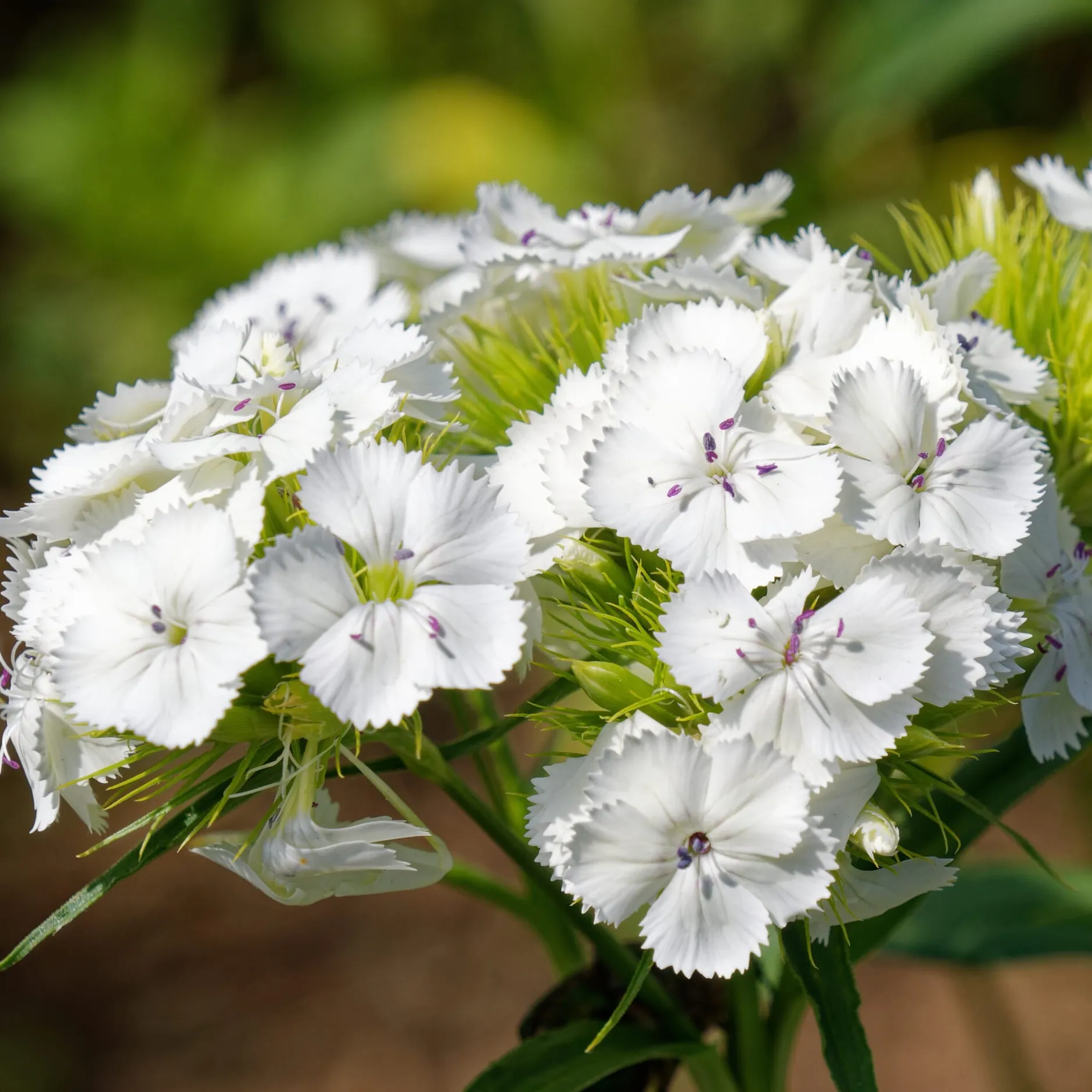 Manufactum Blumensamen Historische Nelken Outlet
