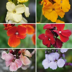 Manufactum Blumensamen Historischer Goldlack Online