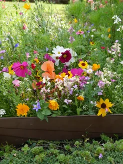 Samen-Fetzer Blumensamen Mössinger Balkonkastenmischung Online