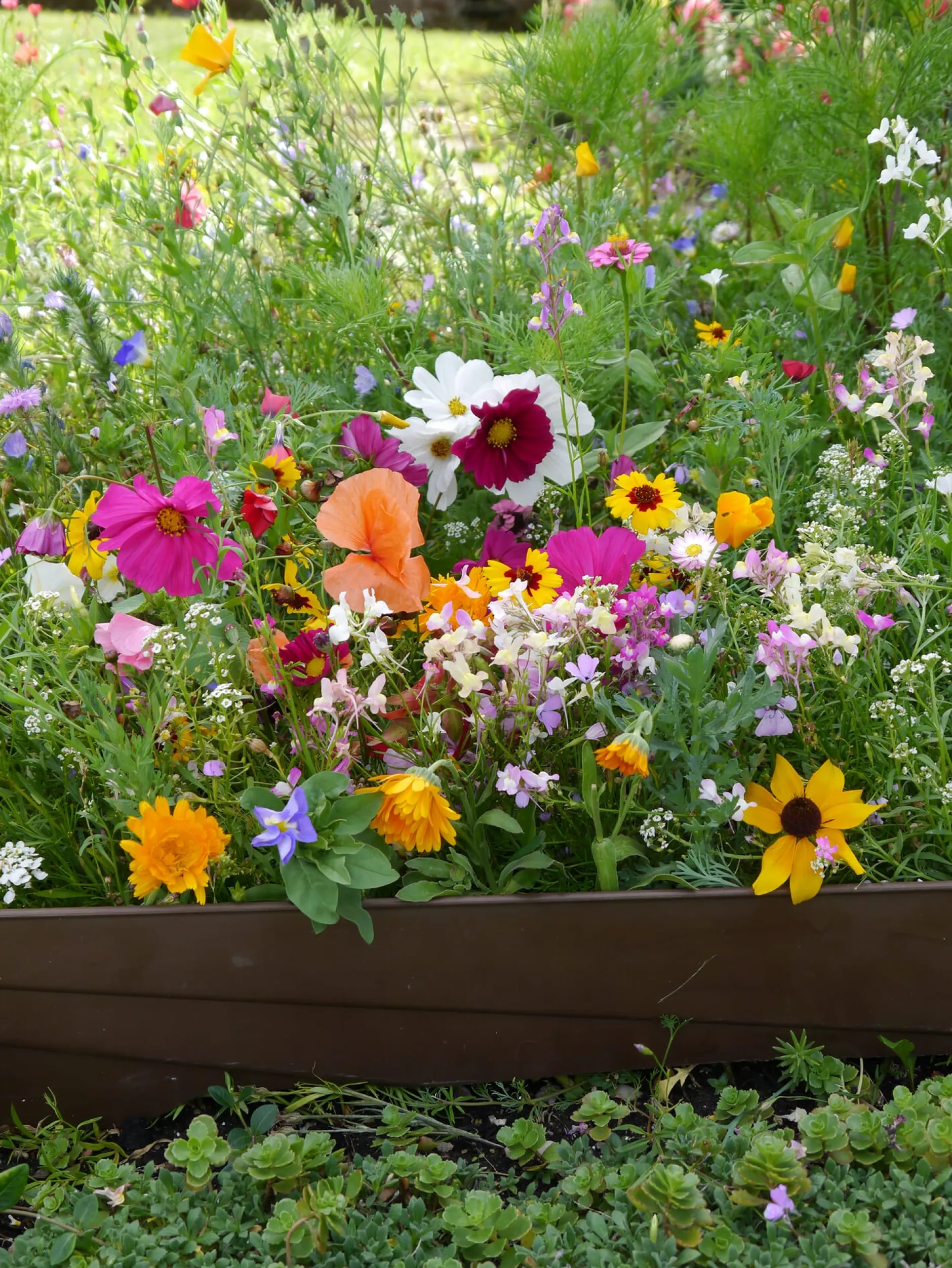 Samen-Fetzer Blumensamen Mössinger Balkonkastenmischung Online