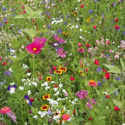Samen-Fetzer Blumensamen Mössinger Balkonkastenmischung Online