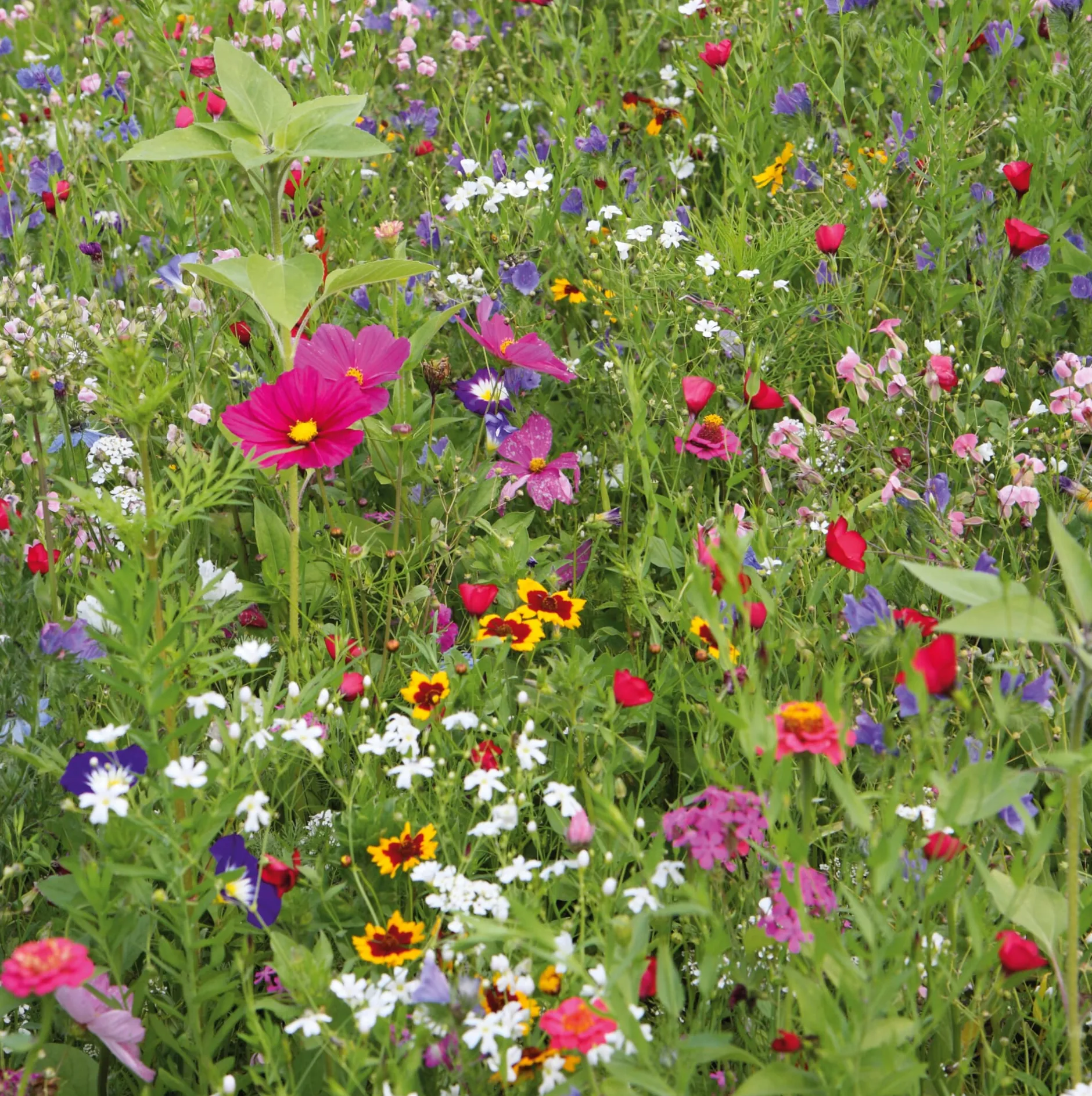 Samen-Fetzer Blumensamen Mössinger Balkonkastenmischung Online