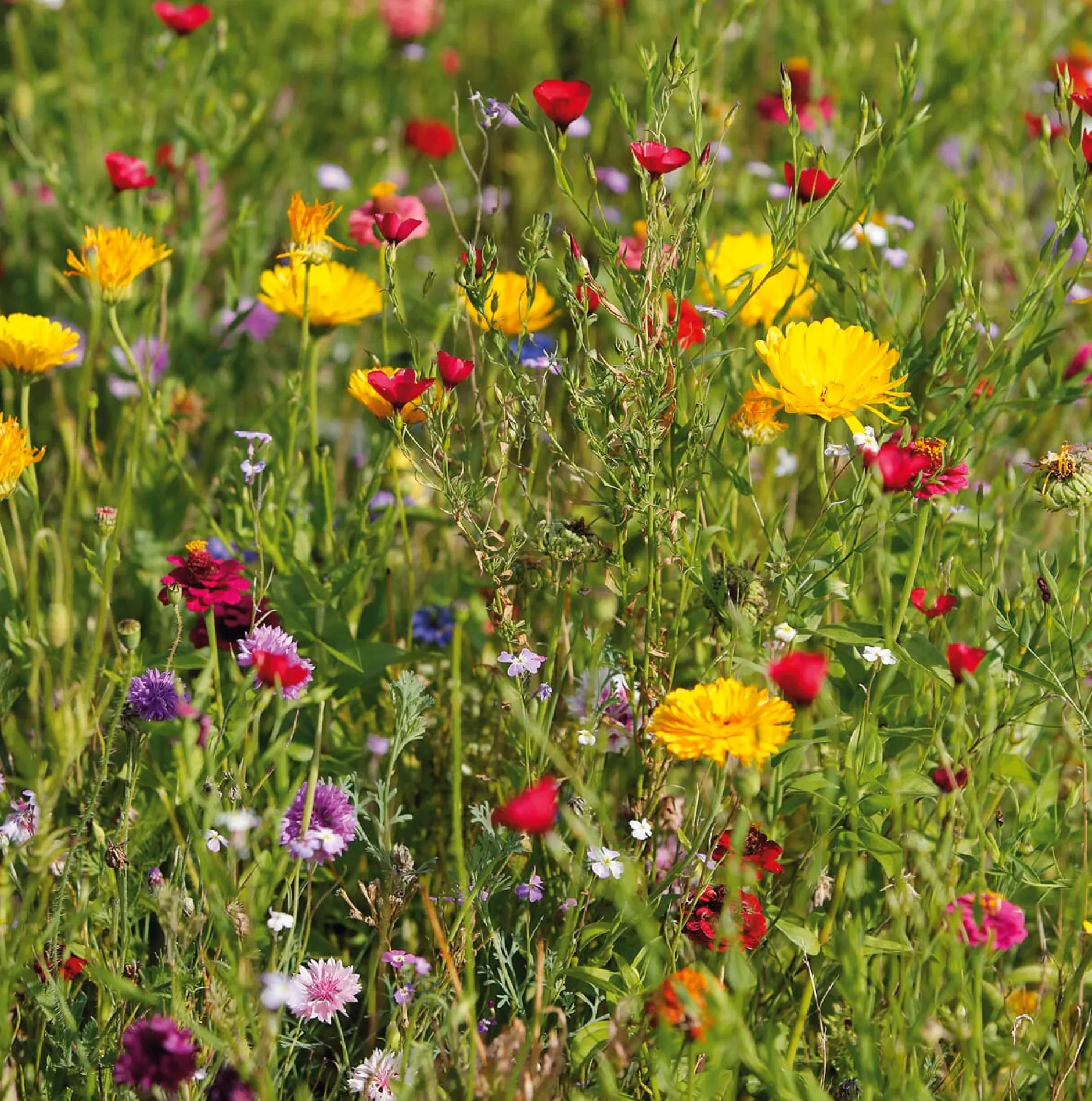 Samen-Fetzer Blumensamen Mössinger Singvogelmischung