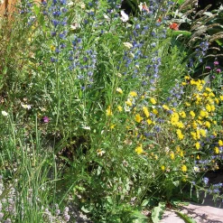 Rieger-Hofmann Blumensamen Saatgutmischung Nutzinsektenweide Online