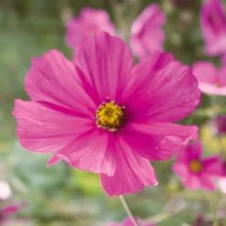 Manufactum Blumensamen Samenkugeln Discount